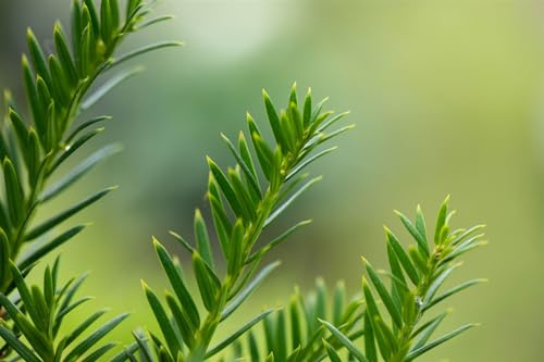 Eibe Taxus baccata Overeynderi 40-50 cm Kugel Formgehölz immergrün