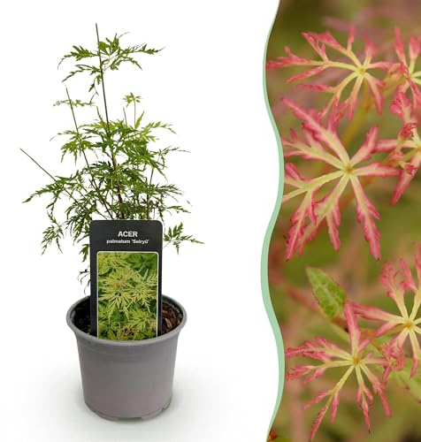 Arce Acer palmatum Seiryu – 12 cm – Altura aprox. 35 cm – Filigrana follaje verde y colores otoñales brillantes – arbusto ornamental de fácil cuidado
