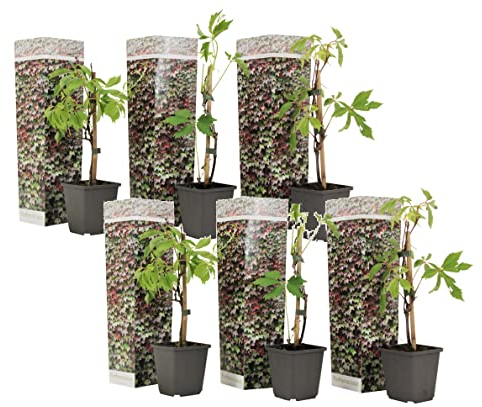 Plant in a Box - Parthenocissus quinquefolia 'Wilde Wingerd' - 6er Set Kletterpflanzen Winterhart und schnellwachsend - Topf 9cm - Höhe 25-40cm