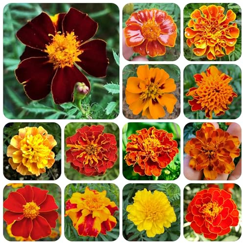 semillas de tagetes de caléndula silvestres de balcón de caléndula orgánicas decorativas resistentes para balcón cubierta perenne resistente 300pcs