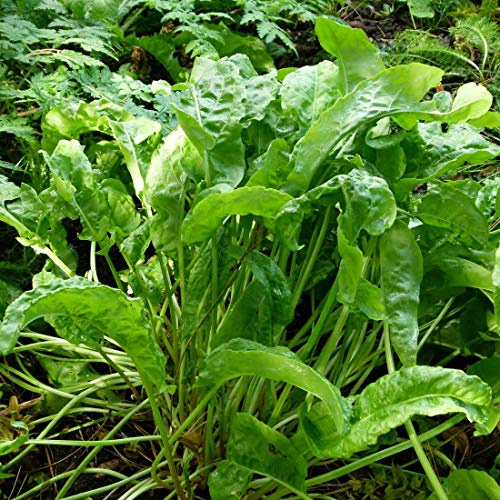 6 x Rumex Acetosa- Oseille commune en conteneur 9cm x 9cm