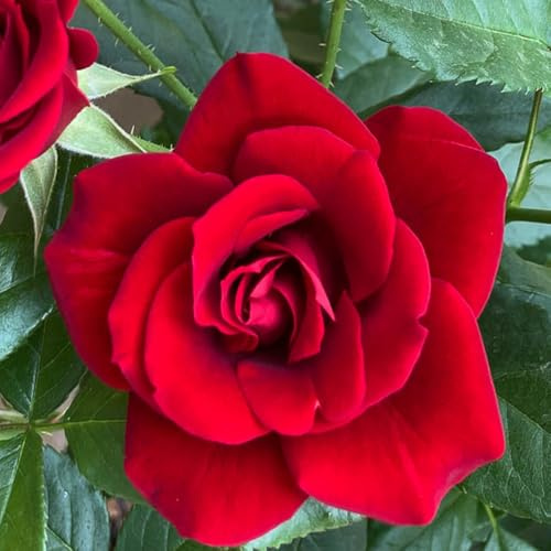 YouGarden Harkness Roses David's Rose, 4 Litre Potted Scarlet Climbing Rose, Scented, Ready To Plant Garden Colour