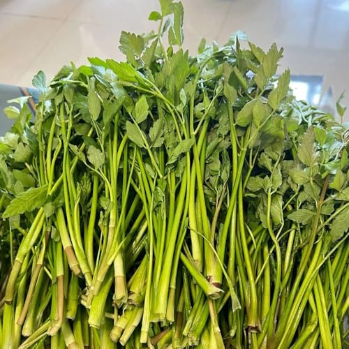 semi di crescione - crescione per giardino di aromatiche da interno Coltivare invernali aromatiche da giardino organiche per la copertura del terreno, 500semi