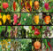 Chiles Picantes, 20 Variedades de Chiles, 200 Semillas, (Pack 16)