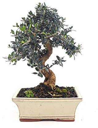 BONSAI DE OLIVO SILVESTRE 9 AÑOS
