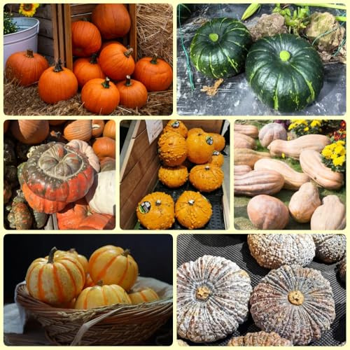 Semillas de calabaza orgánicas, resistentes Semillas de calabaza ornamentales, semillas de organicas jardín de invierno 200pcs