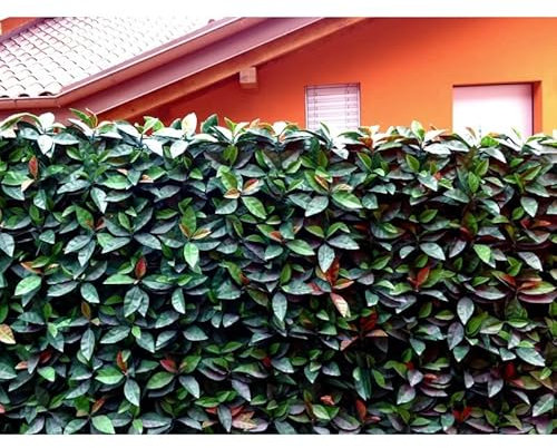 RETELANDIA L'OUTLET DELLE RECINZIONI Siepe Finta Artificiale Sempre Verde in Piastrelle 50x50 cm PHOTINIA (fotinia) Verde e Rosso - qualità Garantita 10 Anni