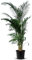 TROPICTREES Areca Palm Tree | 130cm Höhe | Goldene Palme | Lebendige grüne schattige Areca Luftreinigungspalme | Langlebige mediterrane lebende Pflanzendekoration | Areca Palme Pflanze Innenraum