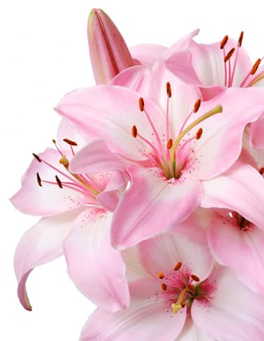 Lilienzwiebeln, Blumenzwiebeln, Riesenlilien Baumlilien Winterhart MehrjäHrig, Frische Luft, Winterhart MehrjäHrig,Blumenzwiebeln,Temperament,Gartenpflanzen-10zwiebeln-B