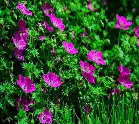 100 semillas de geranio