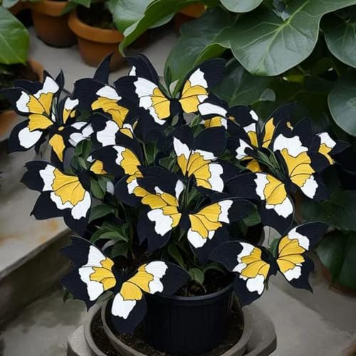 Funkie 'Moonlight Butterfly', disponibile sfuso o radicato, perenne resistente all'inverno, decorazione da giardino 4 Hostas-B
