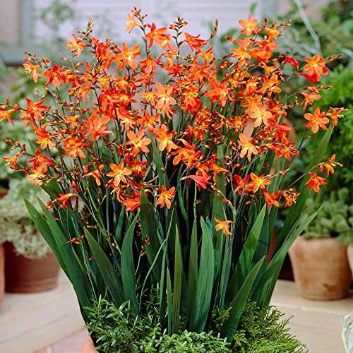 GardenersDream Crocosmia Carmine Brilliant Plant in Pot - Outdoor Garden Ready Hardy Perennial Plant - Outdoor Plant for Borders,and Beds - Beautiful Orange Flowering Plants (10-20cm incl. 9cm Pot)