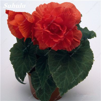 Seeds 120 Mixed Fine Pieces Begonia Rare Seeds pink rieger Flowers in Bonsai Garden Courtyard Vase Balcony Plant Seeds Begonia Dry 17: Only Seeds