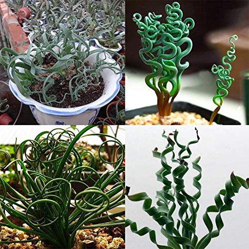 Portal Cool 200 Stück semi-seltene Piante Grasse a espirale blu erba cortile cortile impianto per la casa