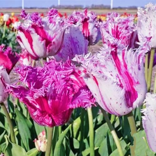 Otoño tulipán - Conjunto de Bulbos de tulipán para Plantación en Temporada Fría, Floración Vibrante