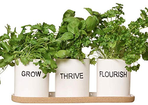 Dibor Indoor Herb Planters Tray Set of 3 White Ceramic Kitchen Windowsill Plant Pots Wedding Anniversary Houseplant Idea