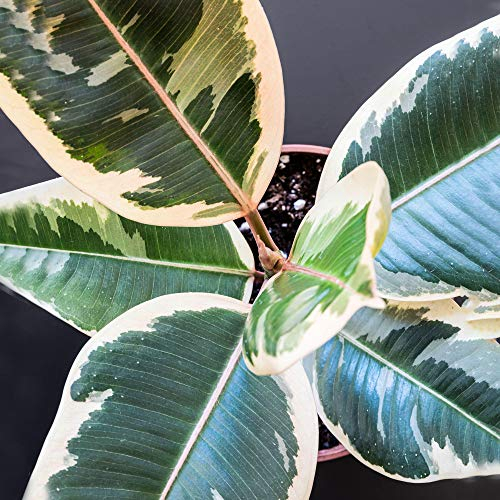 30-40cm getopfte Ficus Tineke | Premium Innen Gummi Geschenk zum Verkauf