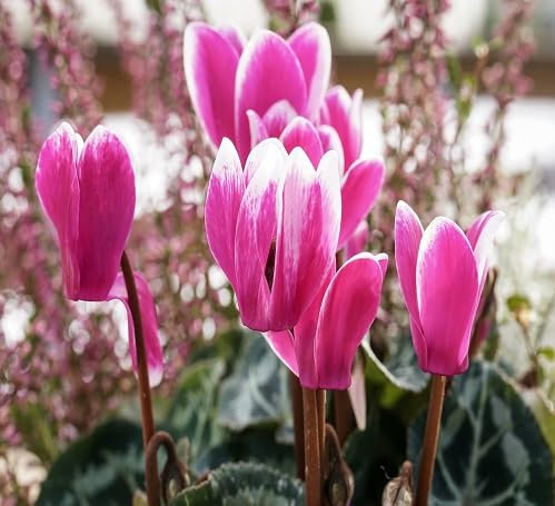 Lot de 100 graines de cyclamen rose fraîches