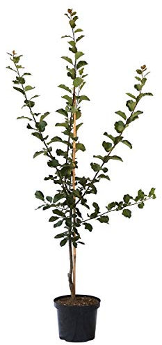 President, große Zwetsche Pflaumenbaum Buschbaum 110-140 cm 10 Liter Topf, Unterlage: St. Julien A