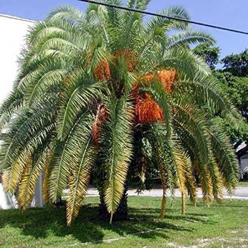 PWS Phoenix canariensis Canary Island Date Palm 50 Seeds