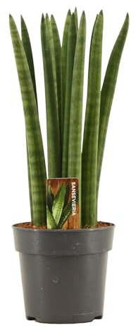 Sansevieria Cylindrica Straight 30 cm – Bogenhanf (Schwiegermutterzunge) für Bessere Raumluft, Luftreinigend, Pflegeleicht, Dekorative Zimmerpflanze für Zuhause und Büro