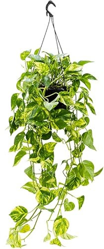 Golden Pothos Scindapsus Epipremnum Devils Ivy Indoor Plant in 15cm Hanging Pot
