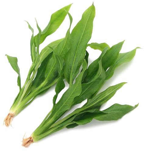 K2AQUA 2 x Large Echinodorus Amazonicus Live Aquarium Plants Amazon Sword for Aquascaping Freshwater Tropical Tank Decoration Easy Care