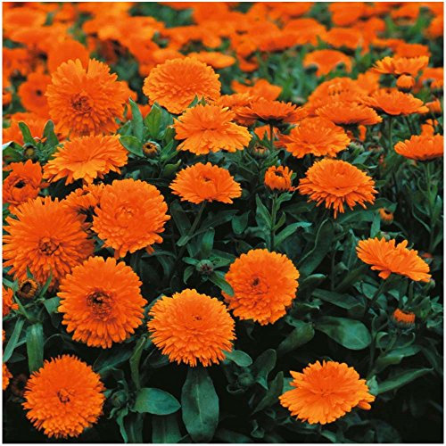 Lot de 50 graines de Souci Double de jardin nain Orange Gitana - annuelles
