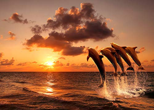 Papier Peint Photo INTISSÉ-DAUPHINS-250x186 cm-(624AE)-Nature Paysage Mer Coucher de Soleil Caraïbes Colle Inclus Mural Décor Motif Poster Géant Stickers Muraux Optique Moderne Fond Effet XXL