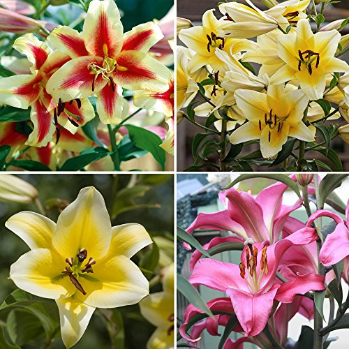 Tree Lily Collection Outdoor Garden Bulbs Lilium Beautiful Mix of Flowers Yellow Red and Pink Lovely Fragrance Sturdy Upright Stems Perfect for Beds, Borders and Pots 9 x ​Bulbs by Thompson & Morgan