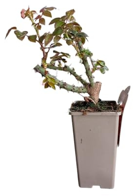 Rosal Arbustivo Rojo de Exterior – Planta Natural con Rosas Ideal Para la Terraza o el Balcón