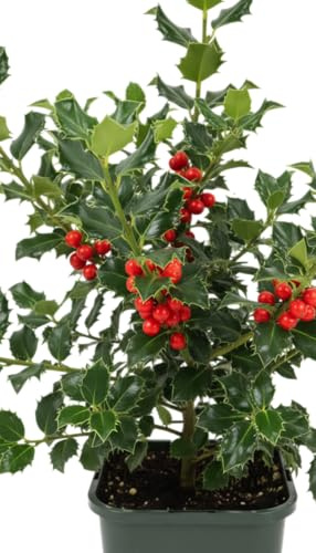 DECOALIVE Acebo Natural o Falso Muérdago Tradicional de Navidad Planta Decorativa con Bayas Rojas