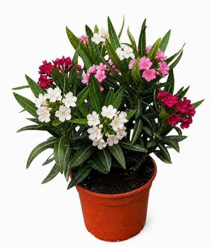 Vivaio di Castelletto Oleandro Tricolor Nerium Oleander a Cespuglio - Fiori Bianco Rosa Ciclamino - Pianta Sempreverde da Esterno - Vaso Ø14 cm
