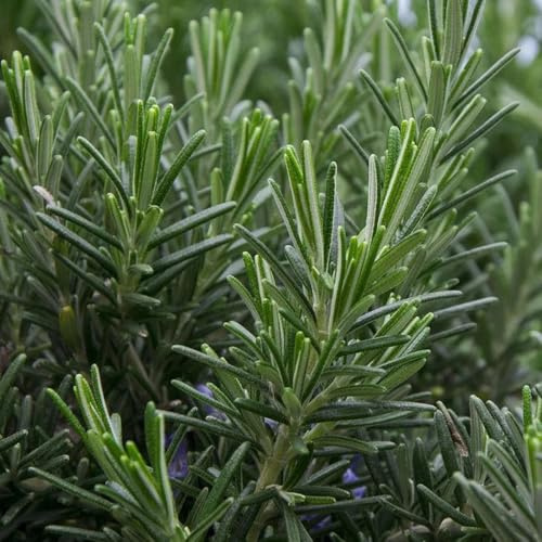 semi di rosmarino resistenti - rosmarino - selvatici perenni resistenti di strisciante, luoghi soleggiati giardino 500pcs