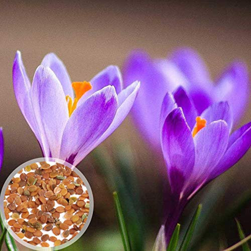AchidistviQ 100 Pcs Graines De Plantes De Safran Graines Pollinisées Ouvertes Graines De Crocus Safran Tolérantes À La Sécheresse pour La Maison Jardin Jardin Décor Graines de Crocus au Safran