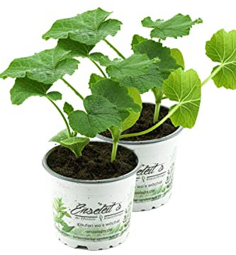 2er Hokkaidokürbis Pflanze, frische Hokkaido Kürbis Pflanze aus eigener Gärtnerei!