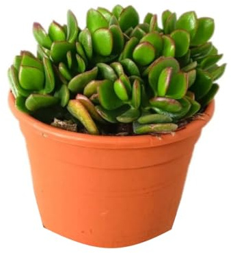 Planta Crasa Crassula Ovata, en maceta de 17 cm. Planta Jade. Suculenta de hojas carnosas verdes, símbolo de prosperidad. Segura Garden.
