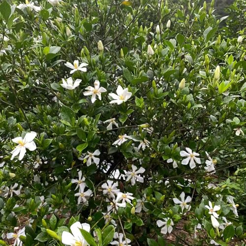 semillas de gardenia de oficina balcón parterre semillas orgánicas silvestres balcón decoración prado silvestres, siembra otoño, perenne primavera 15pcs