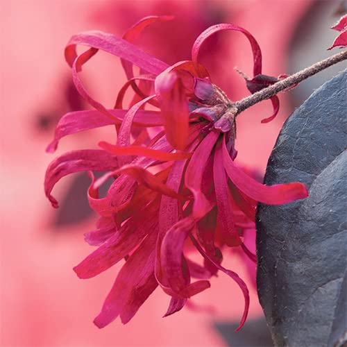 YouGarden Loropetalum 'Chinese Witch Hazel' in 15cm Pot - Established Garden Ready Plants - Potted Bushes & Shrubs for Gardens (Black Pearl 15cm Pot)