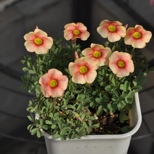 bulbi di oxalis - bulbo di rampicanti serre da balcone da giardino interno tappezzante e resistente giardino decorazioni per esterni 25pcs