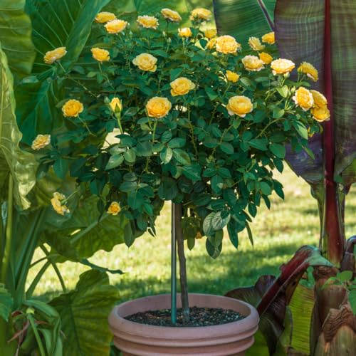 SPRING HILL NURSERIES - Julia Child 24 Tall Tree Rose Dormant Bare Root Tree Form Rose (1-Pack)