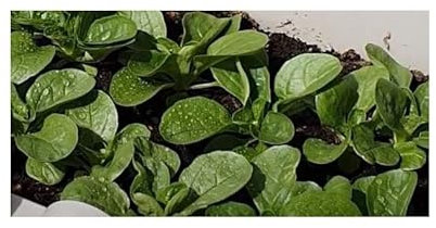 Pcs - 50x Mâche Favor Salade Légumes Jardin Plantes - Graines KS199 - Seeds & Plants Shop by Ipsa