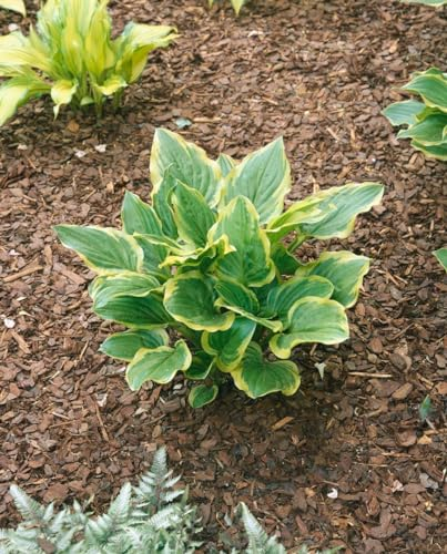 Hosta plantaginea 'So Sweet' 11x11 cm Topf – Winterhart, Mehrjährig, Pflegeleicht – Funkie – Staude für Schattenbeet & Kübel