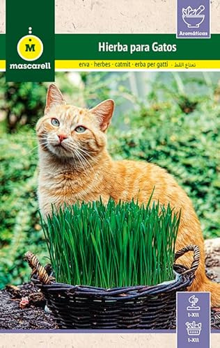 Mascarell Semillas, HIERBA PARA GATOS, Semillas de Hierba Gatera para Plantar, Césped Aromático para Gatos para tu Jardín, Crea tu Propio Jardín en Casa, 10 Gramos