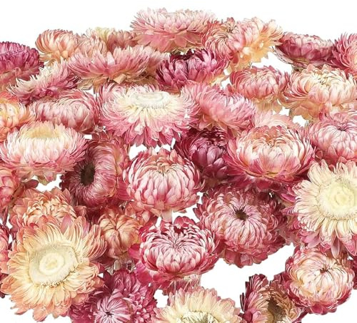 SSyang 120 huvuden krysantemumblommor av torkad halm, äkta tusensköna solrosor torra blomhuvuden, hantverk blomdekor, för boho hem, brudfönster, rosa vit (100 g)