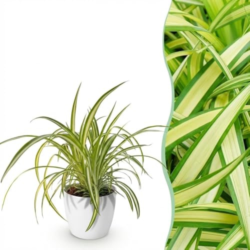 Chlorophytum comosum Variegatum - Lys Variegated Grass Lily - Plante pour animaux de compagnie - Vert - avec Potter White - 20cm - Øter Wit - Pot 12cm - Plante d'intérieur - - Plante avec pot