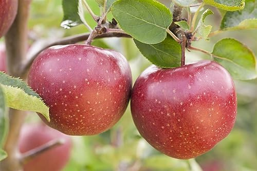 Malus domestica 'Jonagold' 40 cm Stammhöhe – Winterhart, Mehrjährig – Apfelbaum – Obstbaum für Garten & Obstwiese