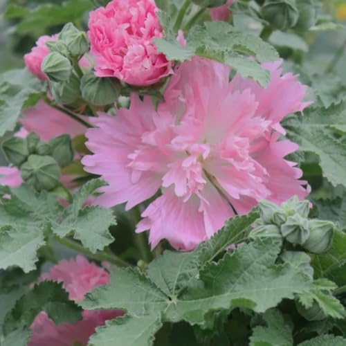 semi di malvarosa, malvarosa semi di tappezzanti, all'inverno arredamento per soggiorno con letto rialzato Decorazioni autunnali per un giardino 450semi