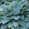 Hosta Halcyon Outdoor Hardy Flowering Herbaceous Perennial Garden Plants in Plant Pot (9cm Pot, 15-30cm)