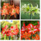 Bulbi Amaryllis Flowers Outdoor Garden Decor Mix Di Fiori Piante Da Giardino Resistenti Piante In Vaso Bulbo Di Amarilli Bulbi Di Fiori Perenni Resistenti 4 Tubero Di Amarillide